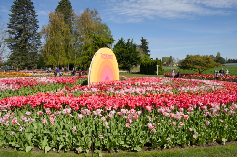 Skagit