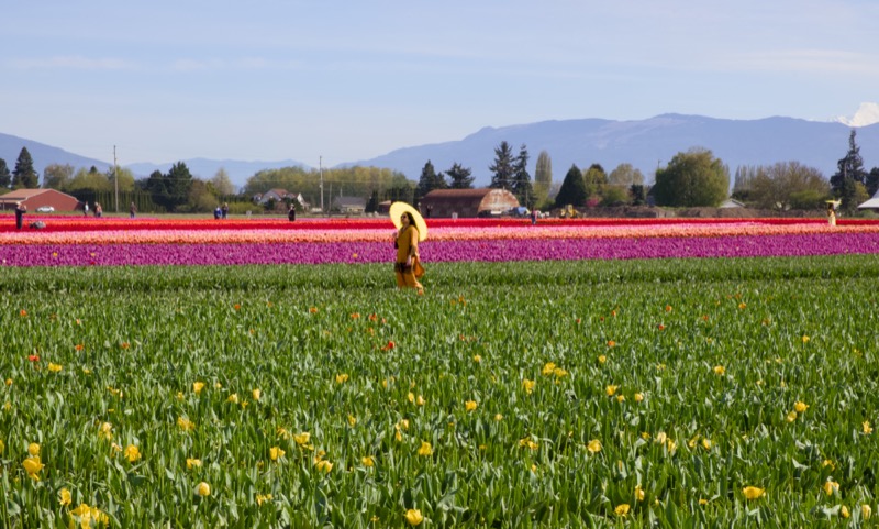 Skagit