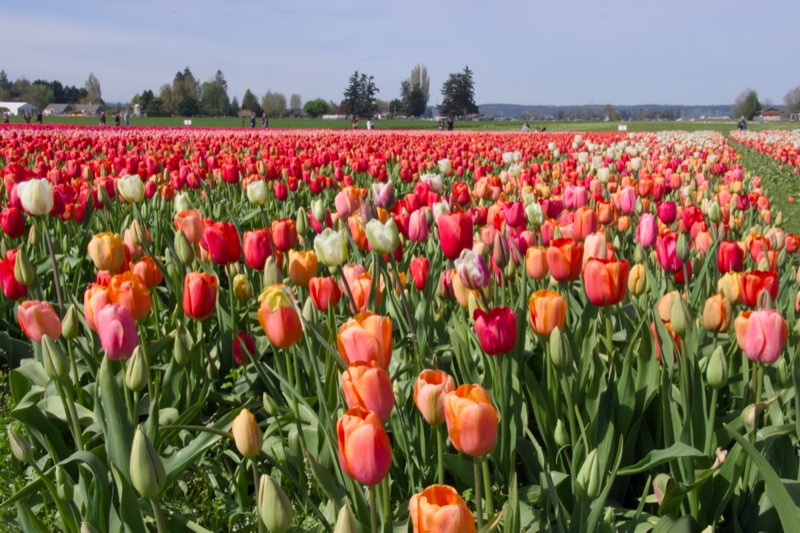 Skagit