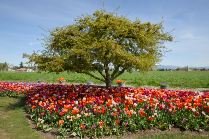 Skagit