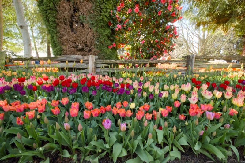 Skagit