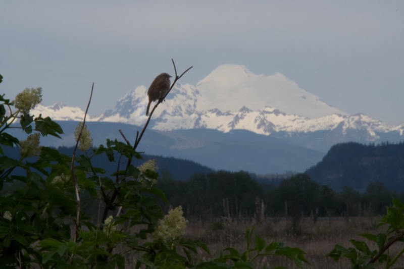 Skagit