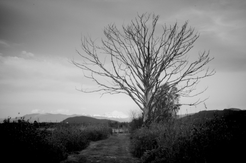 Skagit